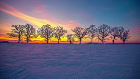 Time-lapse-shot-of-golden-sunrise-behind-leafless-tree-avenue-during-winter-day