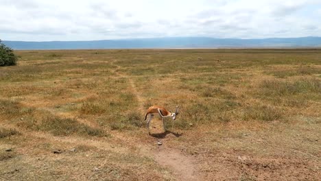 Antelope-scratching-head-in-middle-of-vast-dry-savanna-area-in-Ngorongoro-Crater