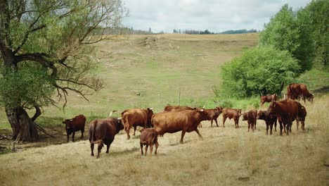 Toro-Persiguiendo-Lentamente-Vacas-Marrones-Hembras-En-Terrenos-Agrícolas-Inclinados-Afuera