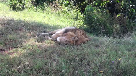 Full-shot-of-single-Lion-sleeping-peacefully-under-tree