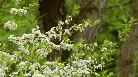 Curruca-Saltando-Entre-Las-Ramas-De-Un-árbol-Cubierto-De-Hermosas-Flores-De-Cerezo-Blancas-Durante-La-Primavera,-Canadá
