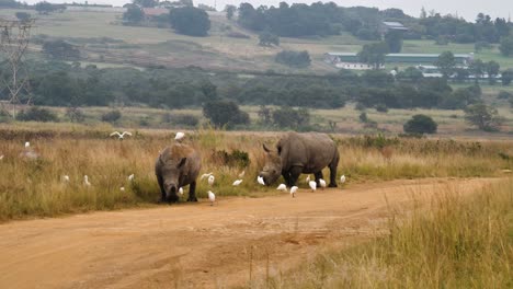 Wide-angle:-Two-White-Rhino-graze-near-dirt-road-with-cattle-ergets-around