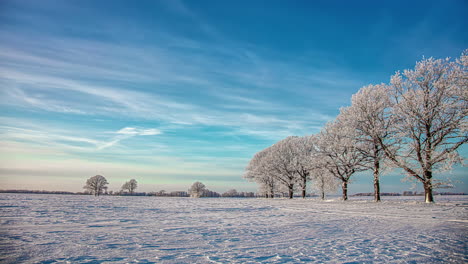 A-line-of-trees-covered-in-frost-in-a-snowy-field-with-wispy-clouds-overhead---time-lapse