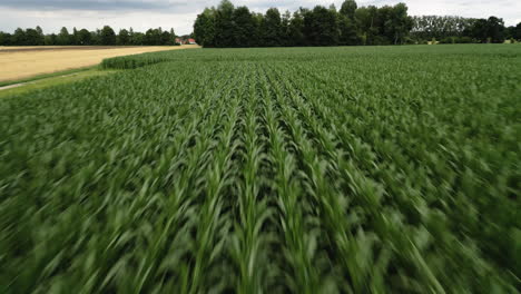 Low-Flying-drone-shot-over-a-corn-monoculture-in-Germany