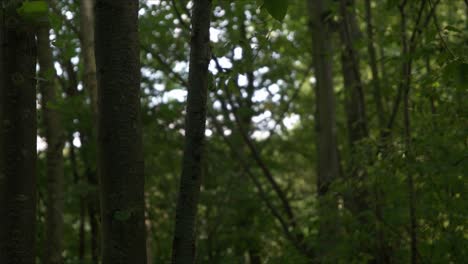 Stimmungsvolle-Grüne-Waldabendaufnahme