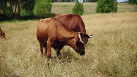Paar-Gehörnte-Braune-Kühe,-Die-Auf-Hohem-Gras-Im-Feld-Grasen