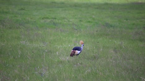 Grey-crowned-crane-bird-walking-through-green-grass,-Ngorongoro-Crater,-Tanzania