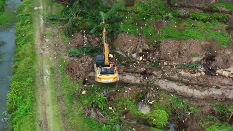 Digger-excavator-chopping-down-the-palm-tree-trunk-with-birds-foraging-on-the-side,-deforestation-for-palm-oil-plantation,-environmental-concerns-concept-shot,-aerial-birds-eye-view