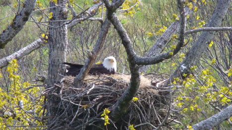 Closeup-of-a-mother-bald-eagle-attending-to-her-baby-eagle-chick-in-her-eagle-nest-in-Alaska