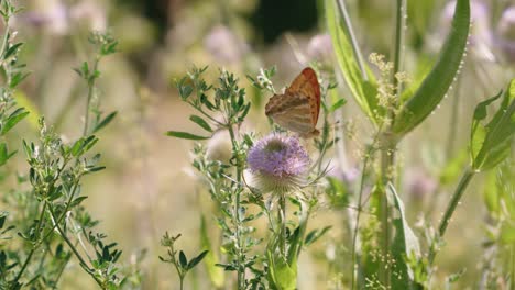 Orange-Butterfly-Perched-On-Purple-Thistle-Flower-In-Meadow-Garden