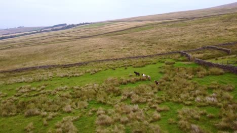 Aerial-shot-rotating-reveal-of-wild-Shetland-Ponies-on-Yorkshire-Dales-Moors