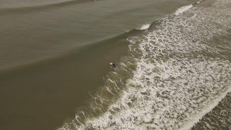 Aerial-top-down:-Male-Surfer-entering-Atlantic-Ocean-in-Uruguay-for-surf-lesson-in-the-evening