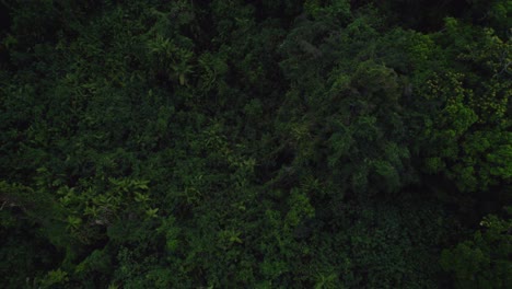 Follaje-Verde-De-Densos-árboles-Tropicales-En-El-Parque-Nacional-Daintree-En-Cape-Tribulation,-Queensland,-Australia