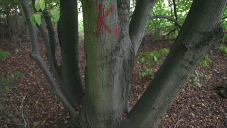 Markierter-Baum-Mit-Dem-Buchstaben-K-Im-Wald