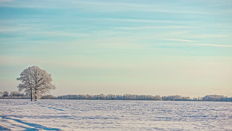 Two-trees-in-a-snowy-field-with-waves-of-cirrostratus-clouds-flowing-by---daytime-time-lapse
