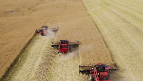 Agriculture-machine-cutting-fresh-ripe-grain-field-in-season,-aerial