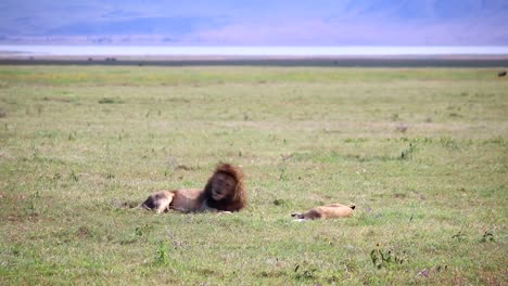 Kamerafahrt-Eines-Löwen,-Der-Sich-Neben-Einer-Schlafenden-Löwin-In-Der-Afrikanischen-Savanne-Hinlegt