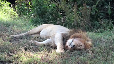 Verschlafener-Löwe-Ruht-Nach-Der-Jagd-Im-Ngorongoro-Krater,-Tansania,-Im-Schatten-Der-Bäume