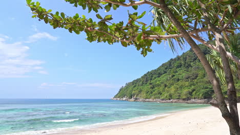 Title-down-from-tree-limbs-and-leaves-to-the-golden-sand-of-a-tropical-beach