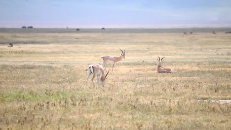 Impalas-graze-peacefully-on-the-savannah