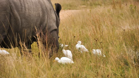 No-horn-rhino-eating-grass-with-cattle-ergets-around,-close-up-shot