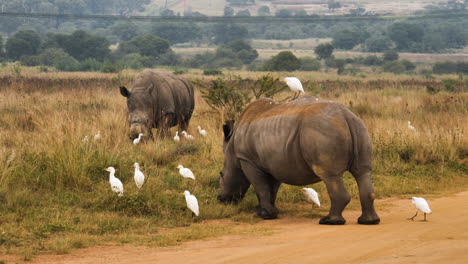 Two-rhino-eat-grass-with-cattle-ergets-around