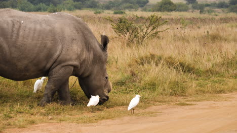 Rinoceronte-Sin-Cuerno-Comiendo-Hierba-Con-Cornezuelos-Alrededor