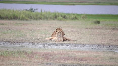 Telephoto-shot-of-couple-of-lions-resting-in-front-of-river-during-dry-season