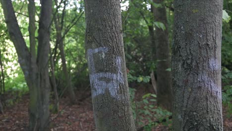 Markierte-Bäume-Im-Wald