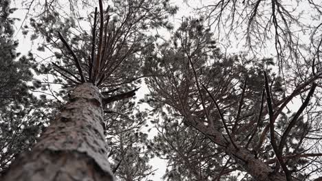 looking-up-at-snow-flocked-pine-trees-on-a-snowy-day-in-the-middle-of-winter