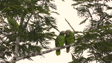 Two-green-red-lored-amazon-birds-interact-on-tree-branch-in-Panama