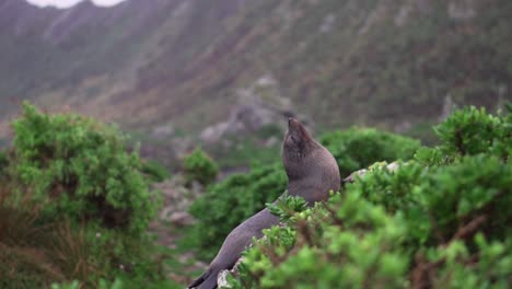 Cheeky-seal-twisting-its-head-to-look-at-camera-while-sitting-on-a-rock-surrounded-by-green-plants-on-tropical-island
