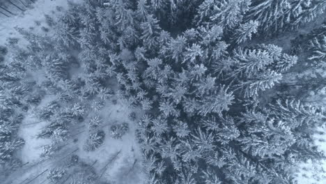 Aerial-drone-top-down-shot-of-white-snow-covered-trees-in-a-coniferous-forest-on-a-cold-winter-day