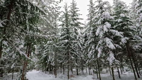 Low-angle-establishing-shot-of-Forest-in-winter