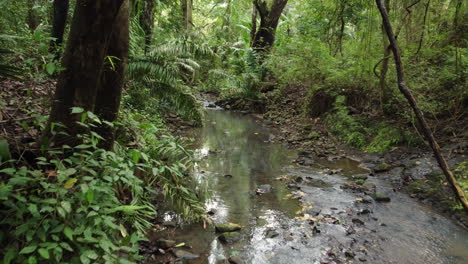 Forward-motion-through-lush-Central-American-forest-with-water-stream