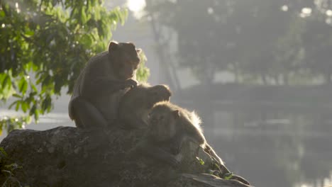 Mono,-Macacos