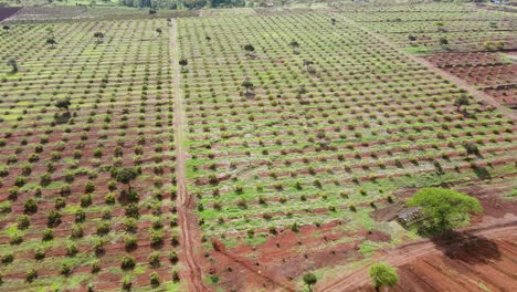 Smart-agriculture-technology--Aerial-drone-view-of-avocado-farm-in-Kenya