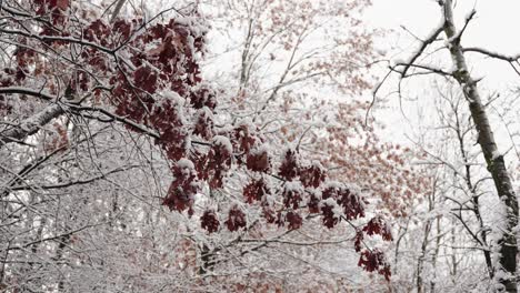 Schnee-Beflockte-Orangefarbene-Blätter-Auf-Einem-Baum,-Während-Der-Schnee-Mitten-Im-Winter-Fällt
