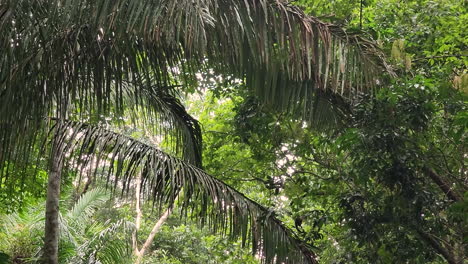 Mono-Capuchino-Panameño-De-Cara-Blanca-Salta-Entre-árboles,-Vista-Amplia