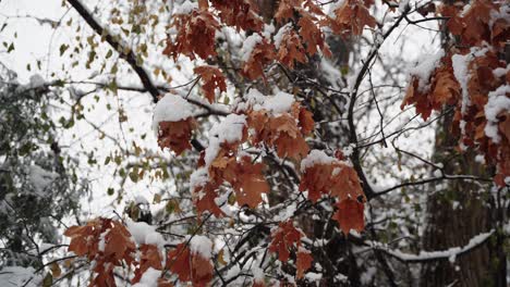 Nahaufnahme-Von-Schneebeflockten-Blättern-An-Einem-Baum-Während-Eines-Schneefalls-Im-Winter
