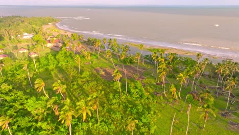 Aerial-flyover-palm-tree-plantation-with-Caribbean-Sea-and-Beach-in-background-during-sunny-day