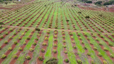 Tecnología-De-Agricultura-Inteligente:-Vista-Aérea-De-Drones-De-Una-Granja-De-Aguacate-En-Kenia