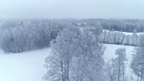 forest-in-the-snow-Drone-shot