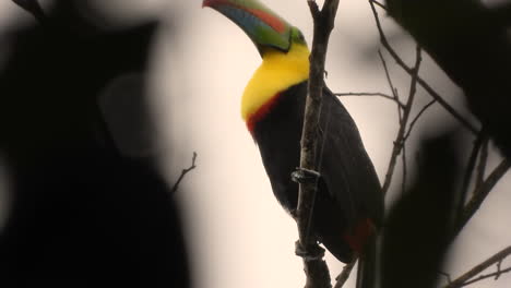 Looking-Up-At-Perched-Keel-Billed-Toucan-In-The-Rain-In-Costa-Rica