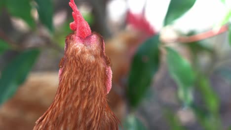 Close-up-portrait-head-shot-of-a-free-range-chicken-rooster,-gallus-gallus-domesticus-in-outdoor-environment,-wondering-around-its-surroundings,-turn-and-look-into-the-camera-in-bright-daylight