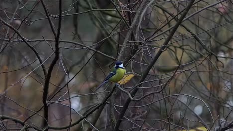 great-tit-hidden-among-the-branches-in-winter