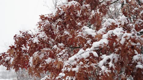 Schnee-Beflockte-Baumblätter,-Während-Der-Schnee-An-Einem-Wintertag-Fällt