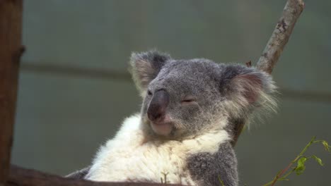 Chill-aussie-koala,-phascolarctos-cinereus,-sitting-at-the-fork-of-the-tree,-laying-back-and-sleeping-with-its-eyes-closed,-enjoying-the-summer-breeze,-Australian-native-animal,-wildlife-sanctuary