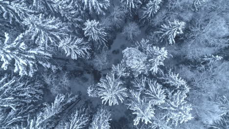 Immergrüne-Bäume,-Die-In-Einem-Winterwald-Weiß-Mit-Raureif-Bereift-Sind---Luftaufnahme-Direkt-Nach-Unten