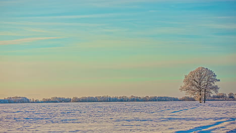 Time-lapse-shot-of-beautiful-winter-field-with-snowy-tree-and-blue-yellow-sky-at-daytime
